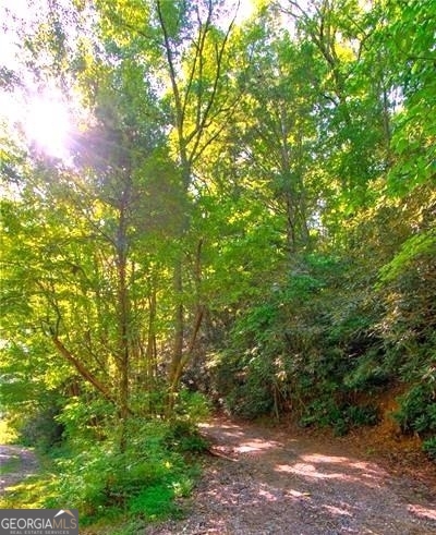 a view of a forest with lots of trees