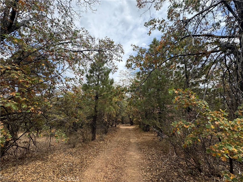 a view of a forest with trees in the background