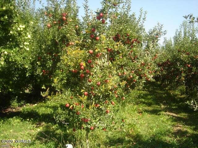 a view of a tree