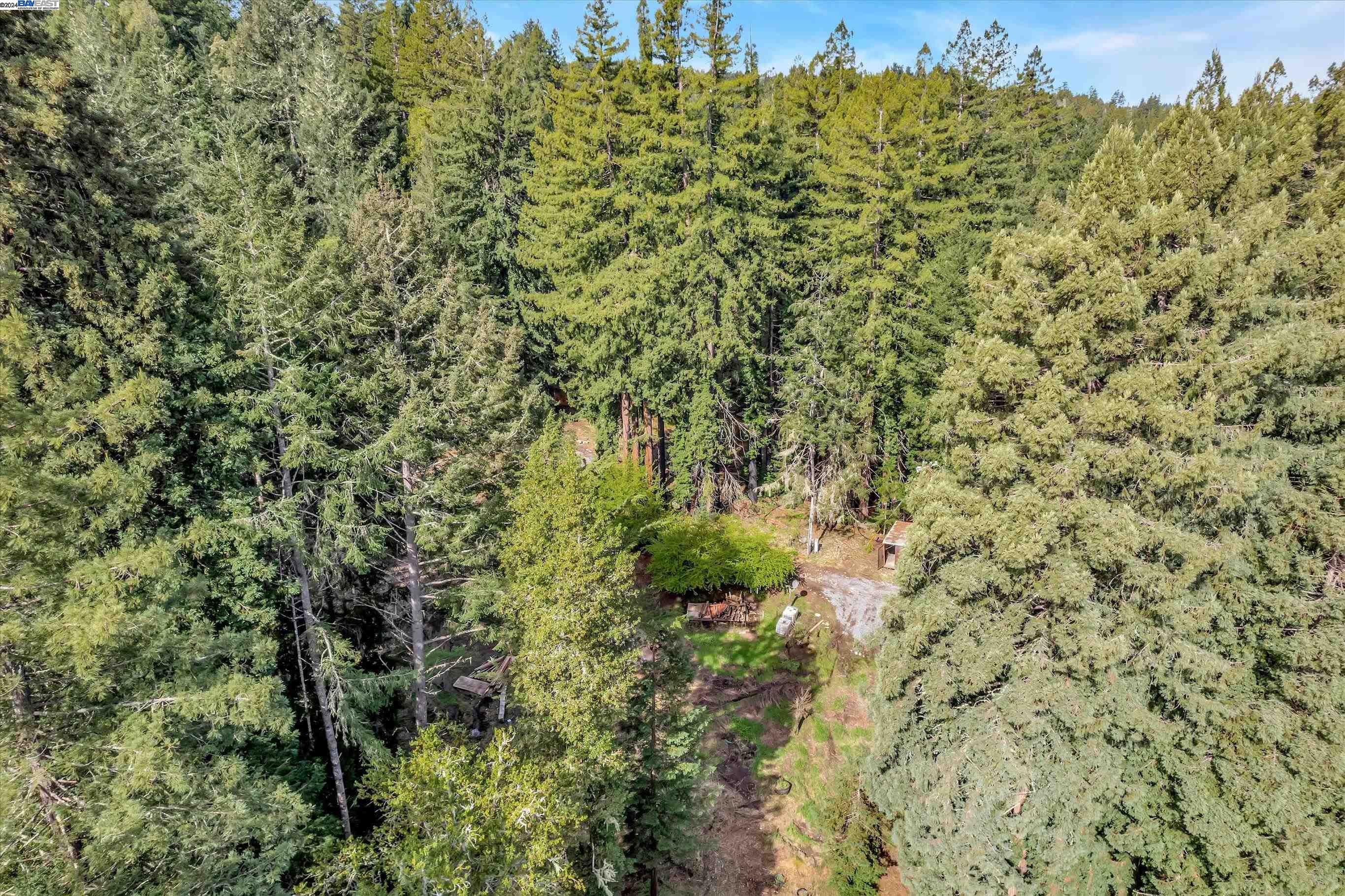 a view of a bunch of trees and bushes