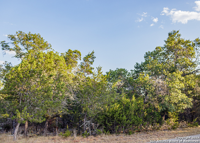 a view of a bunch of trees