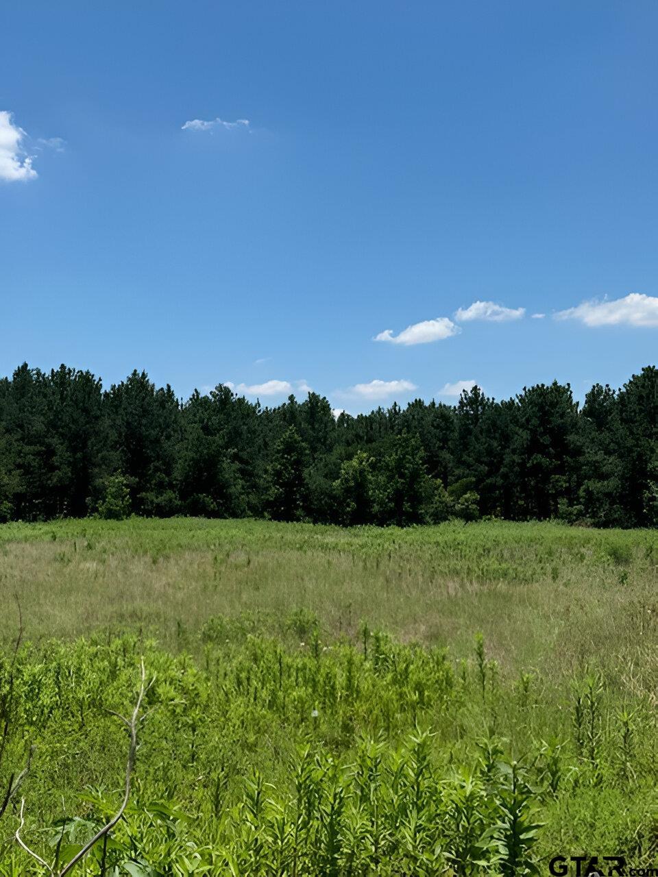 a view of field with lush green space and fog