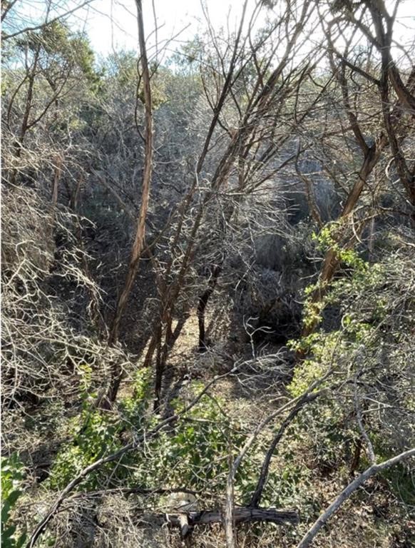 a view of a tree in a forest