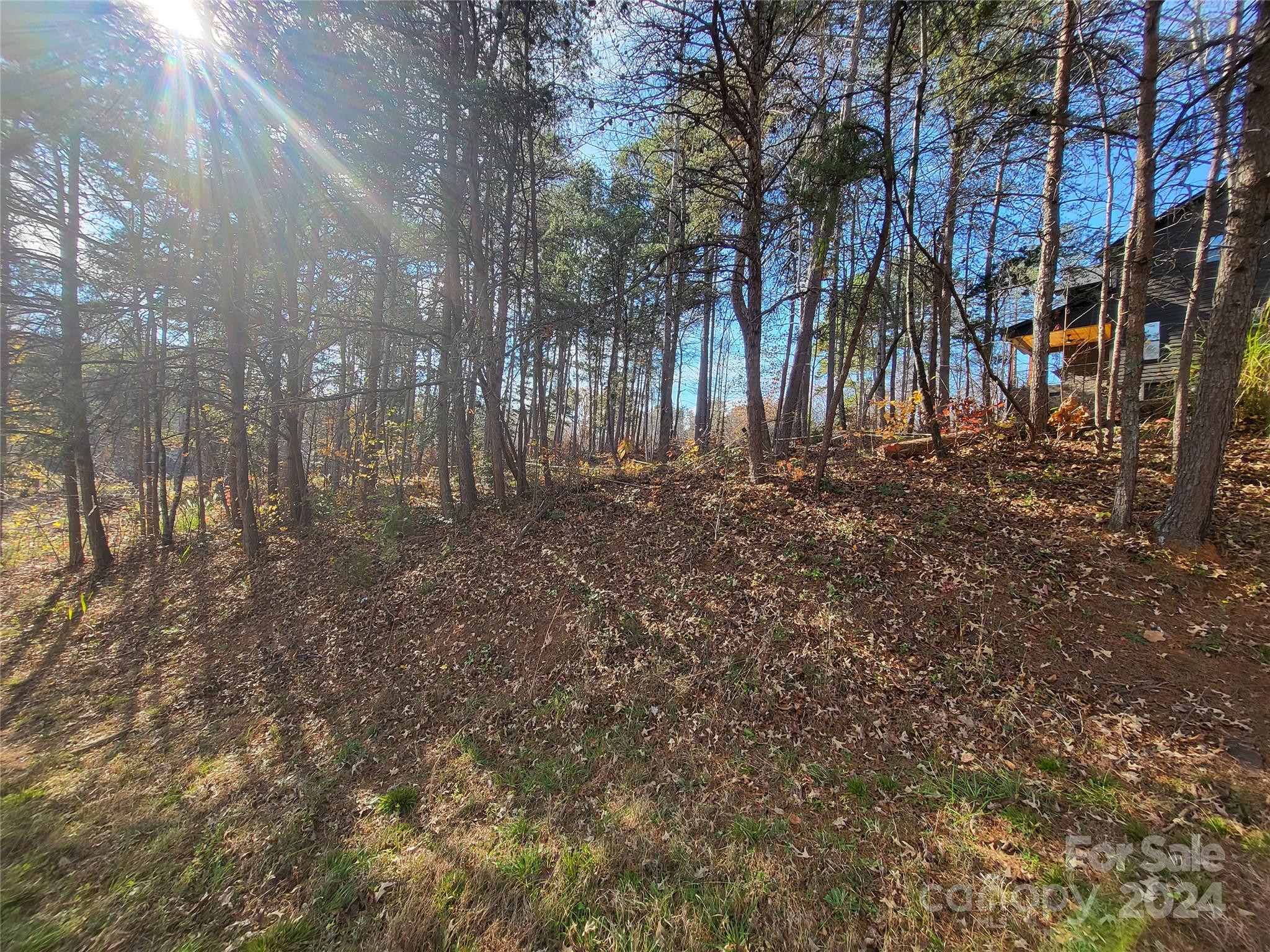 a view of a forest with trees