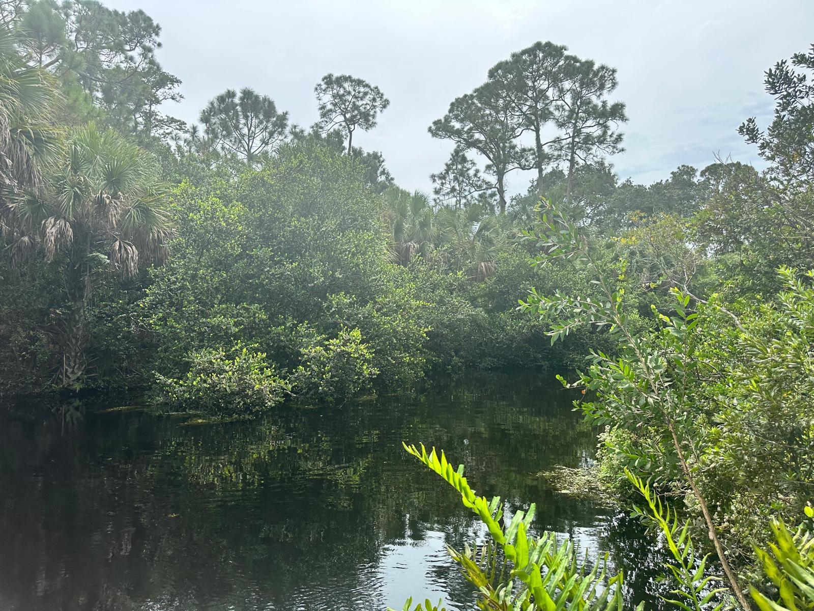 a view of a lake with a tree