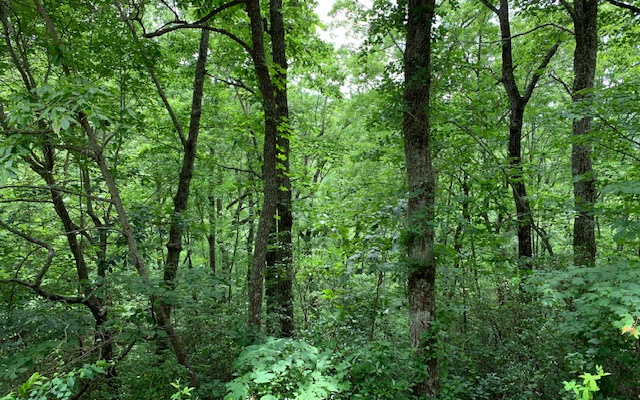 a view of a lush green forest