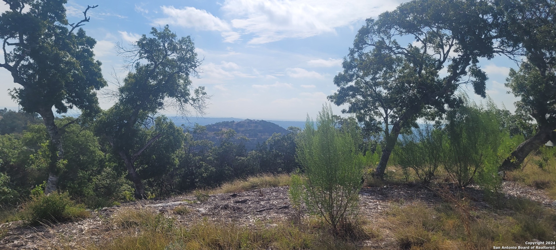 a view of a forest