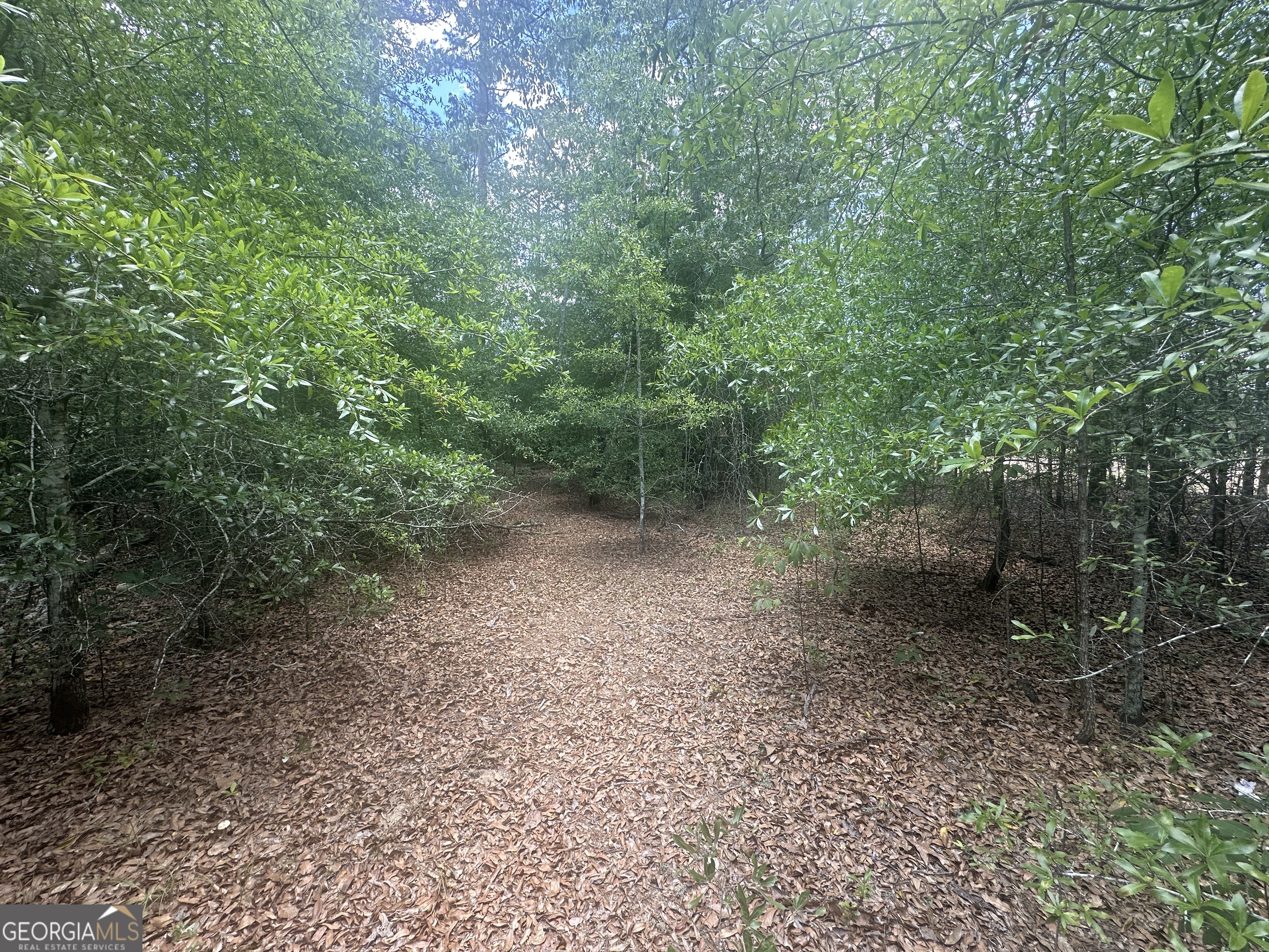 a view of a forest with trees in the background