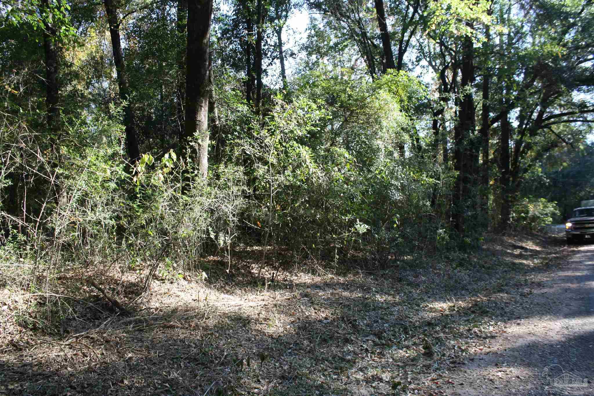 a view of a forest with trees in the background