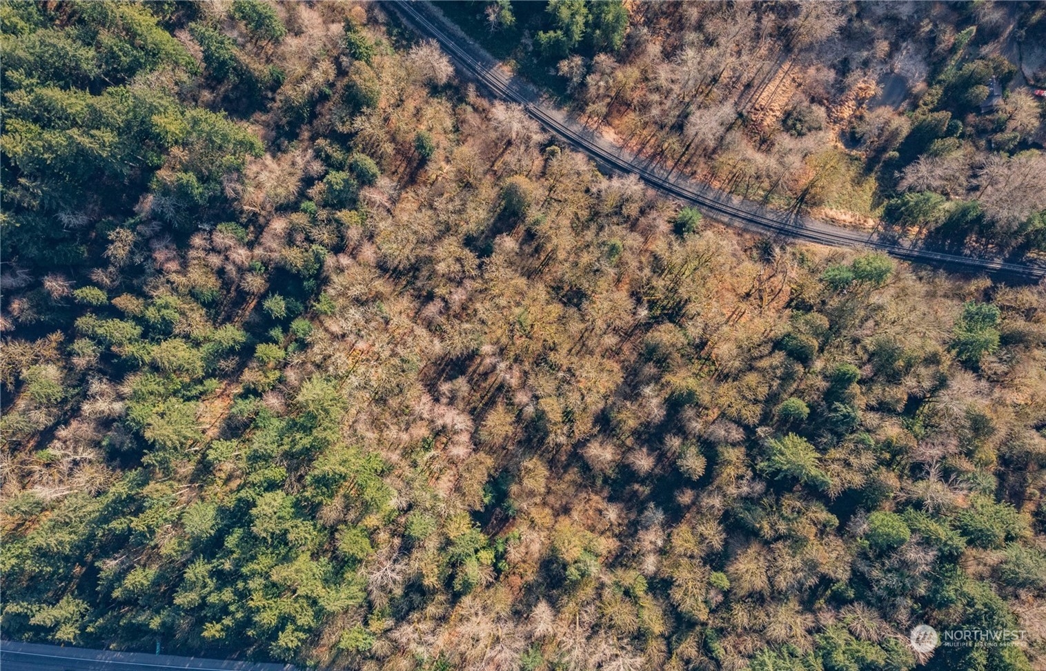 a view of a forest with a tree