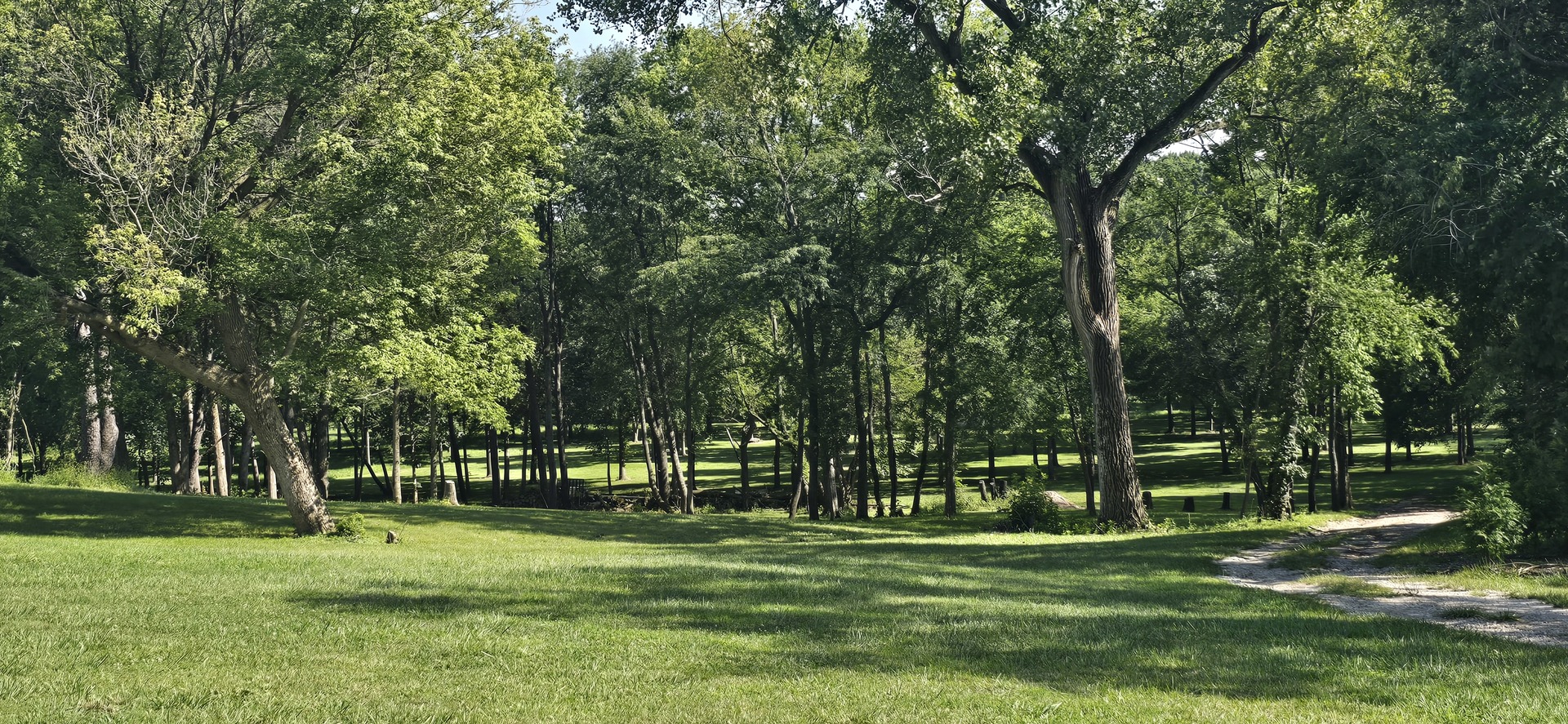 a view of a park with trees and grass