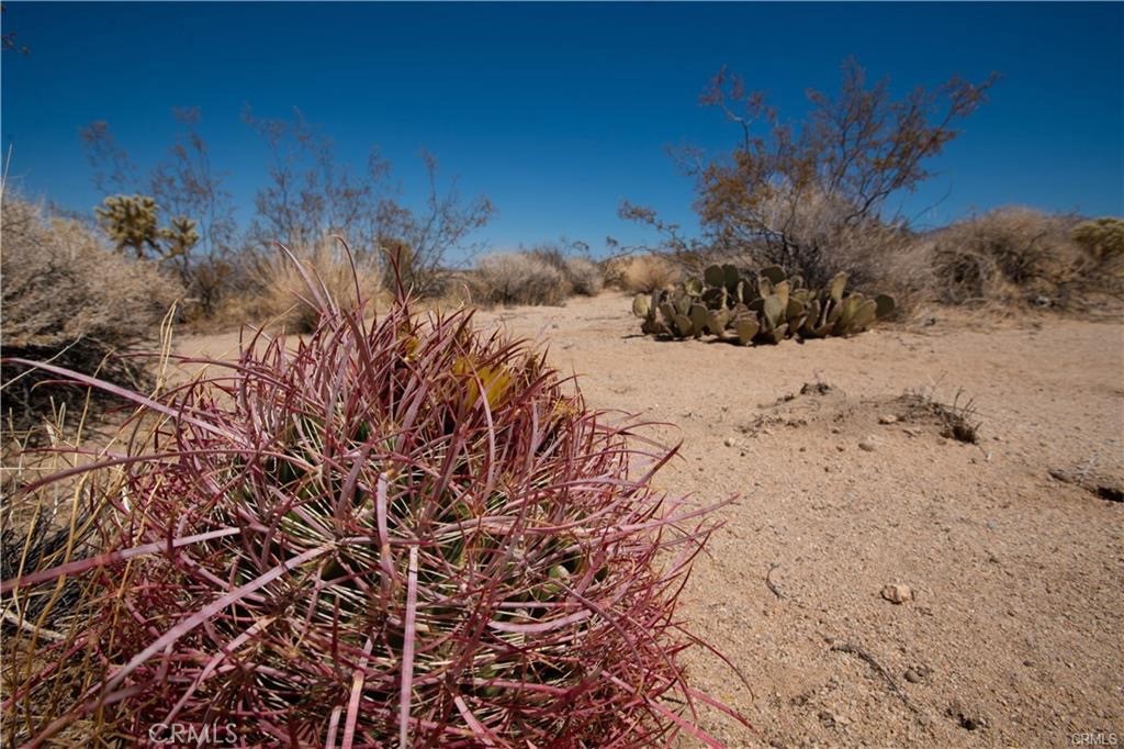 a view of a dry yard