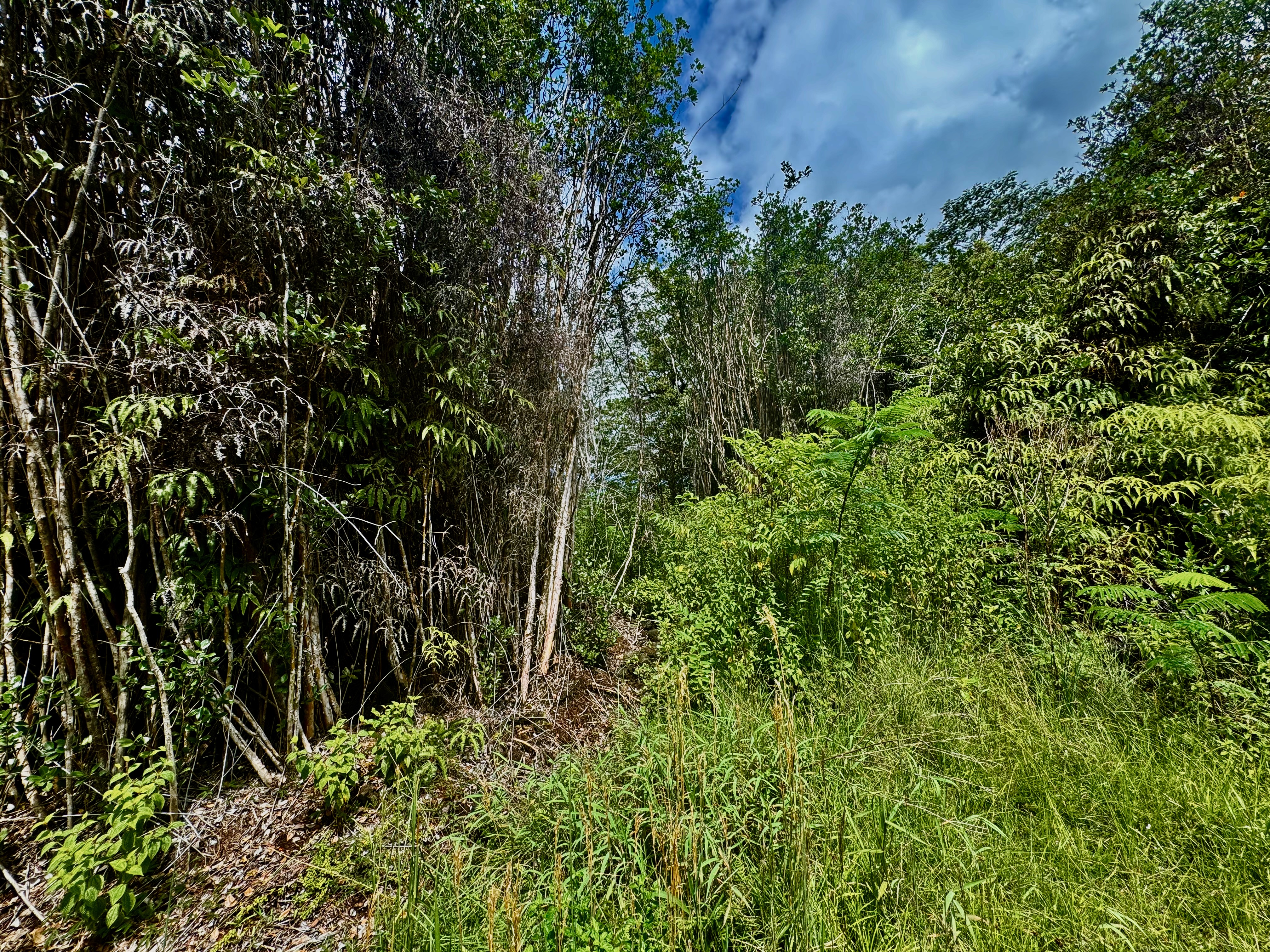 a view of a lush green forest