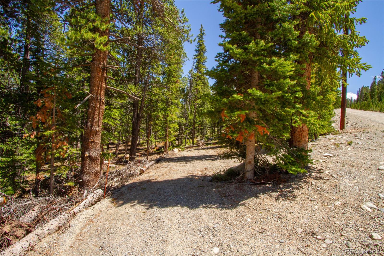 a view of a yard with trees