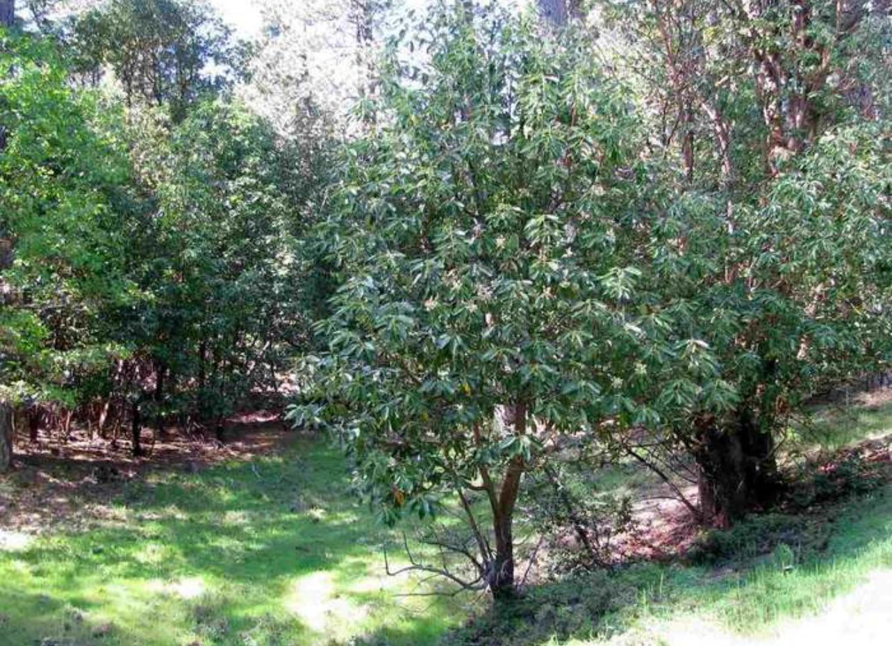 a view of a lush green forest