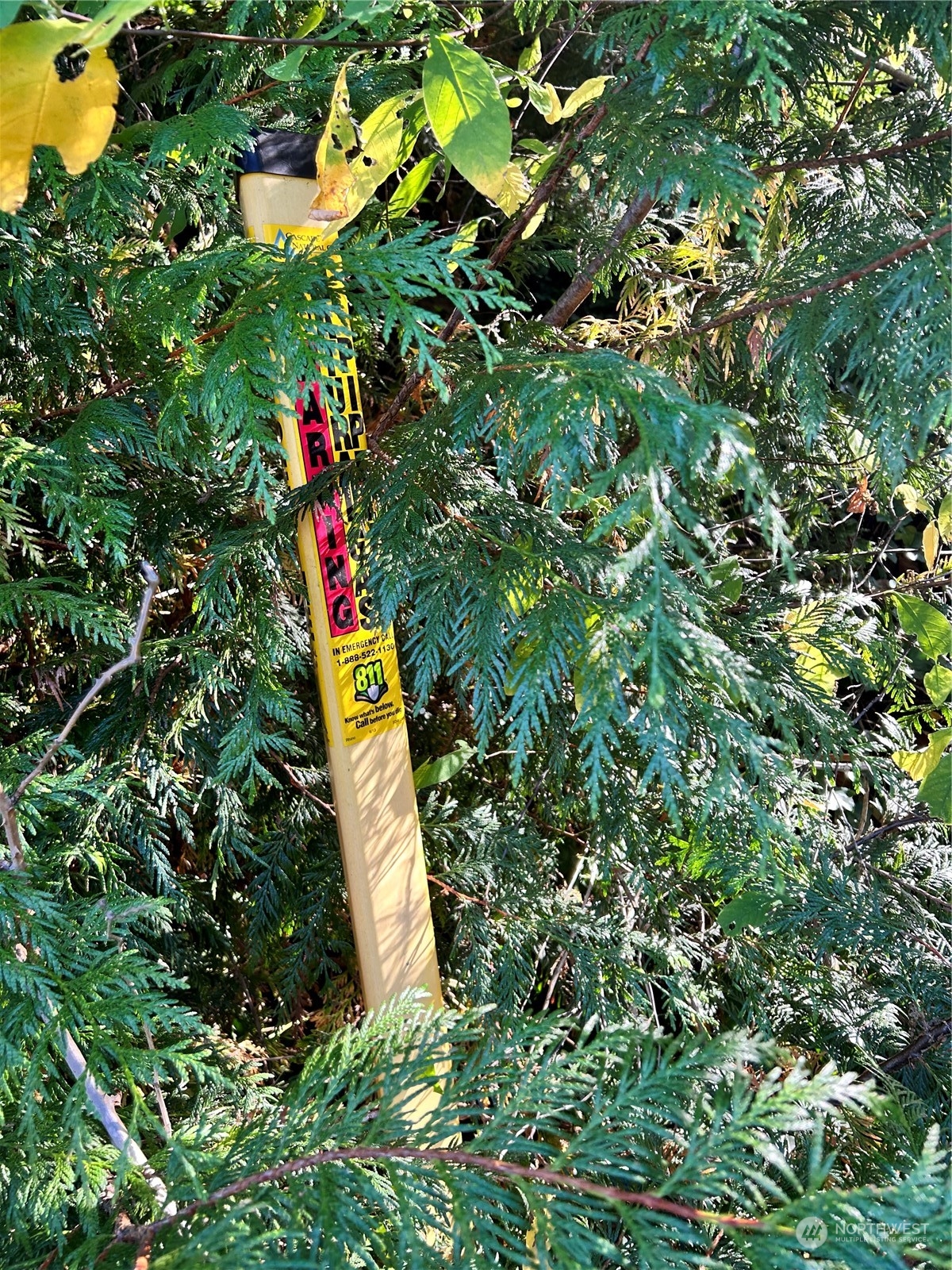 a view of a tree in a garden