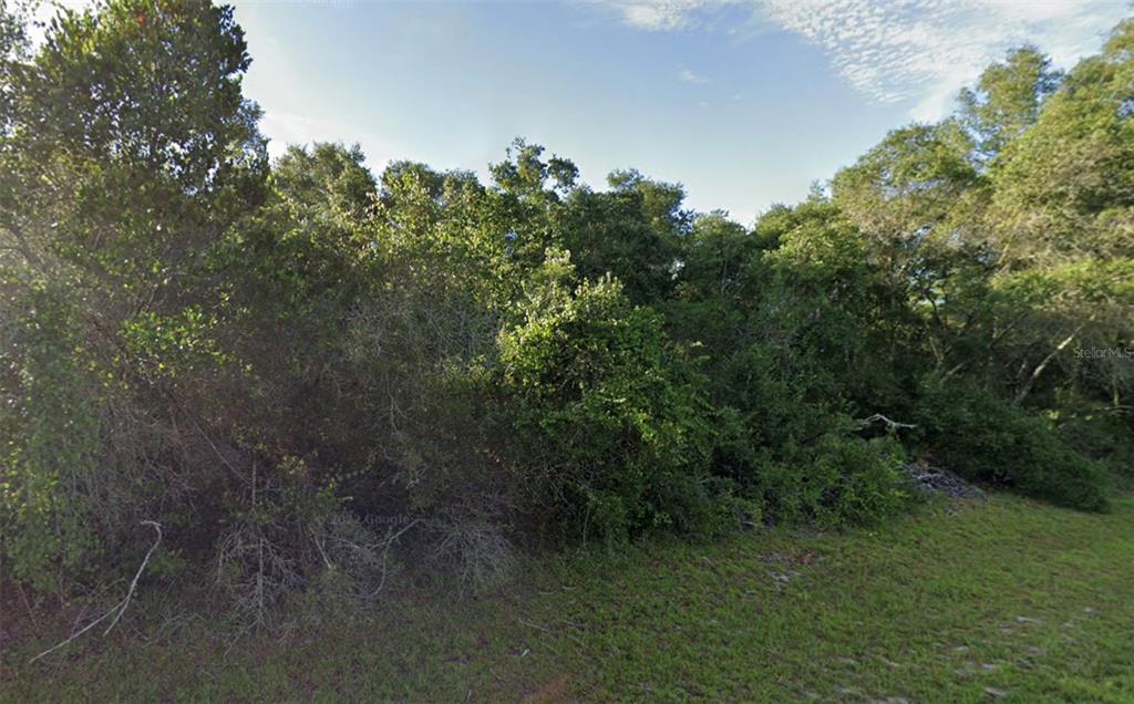 a view of a lush green forest with lots of trees in the background