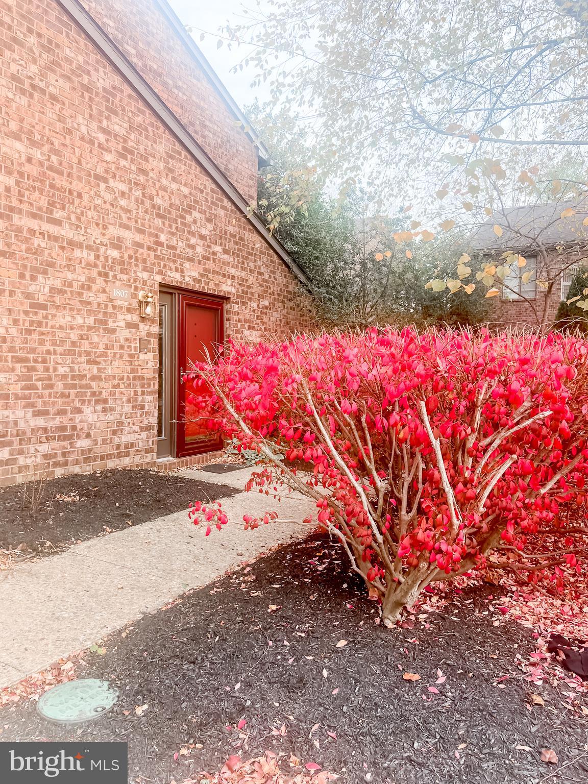 a street view with yard