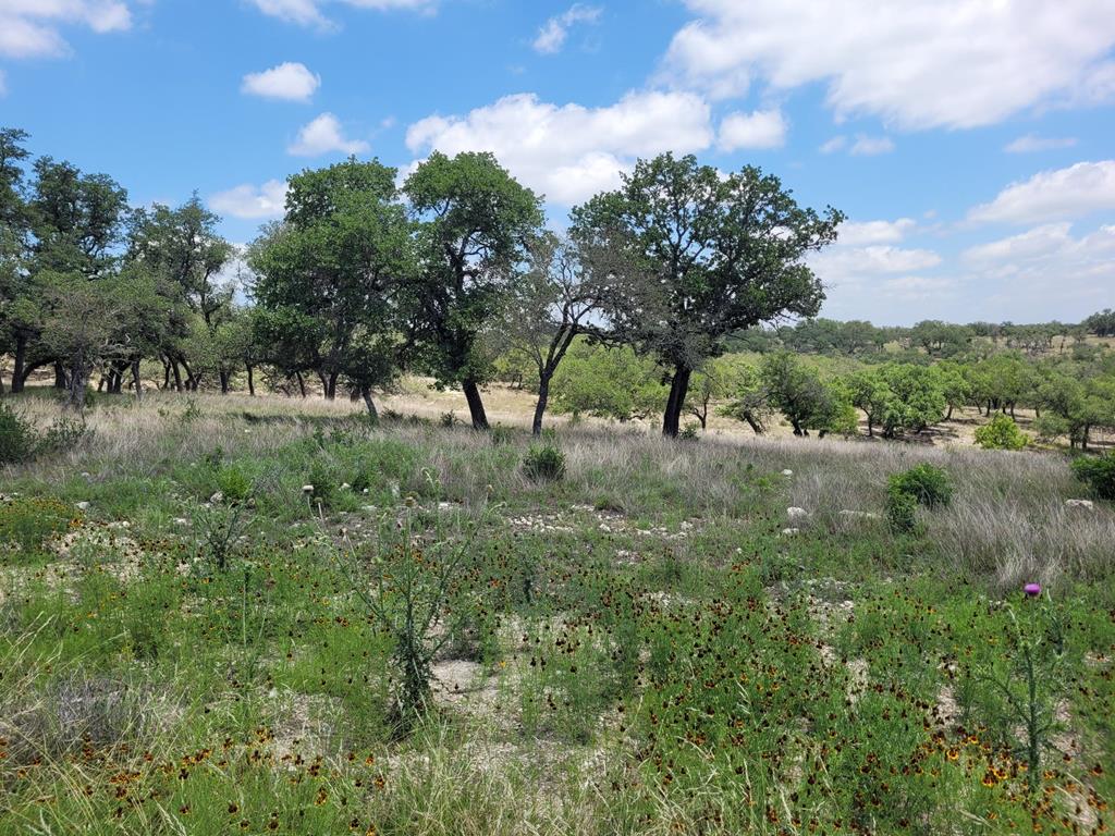 a view of lush green forest with lots of trees