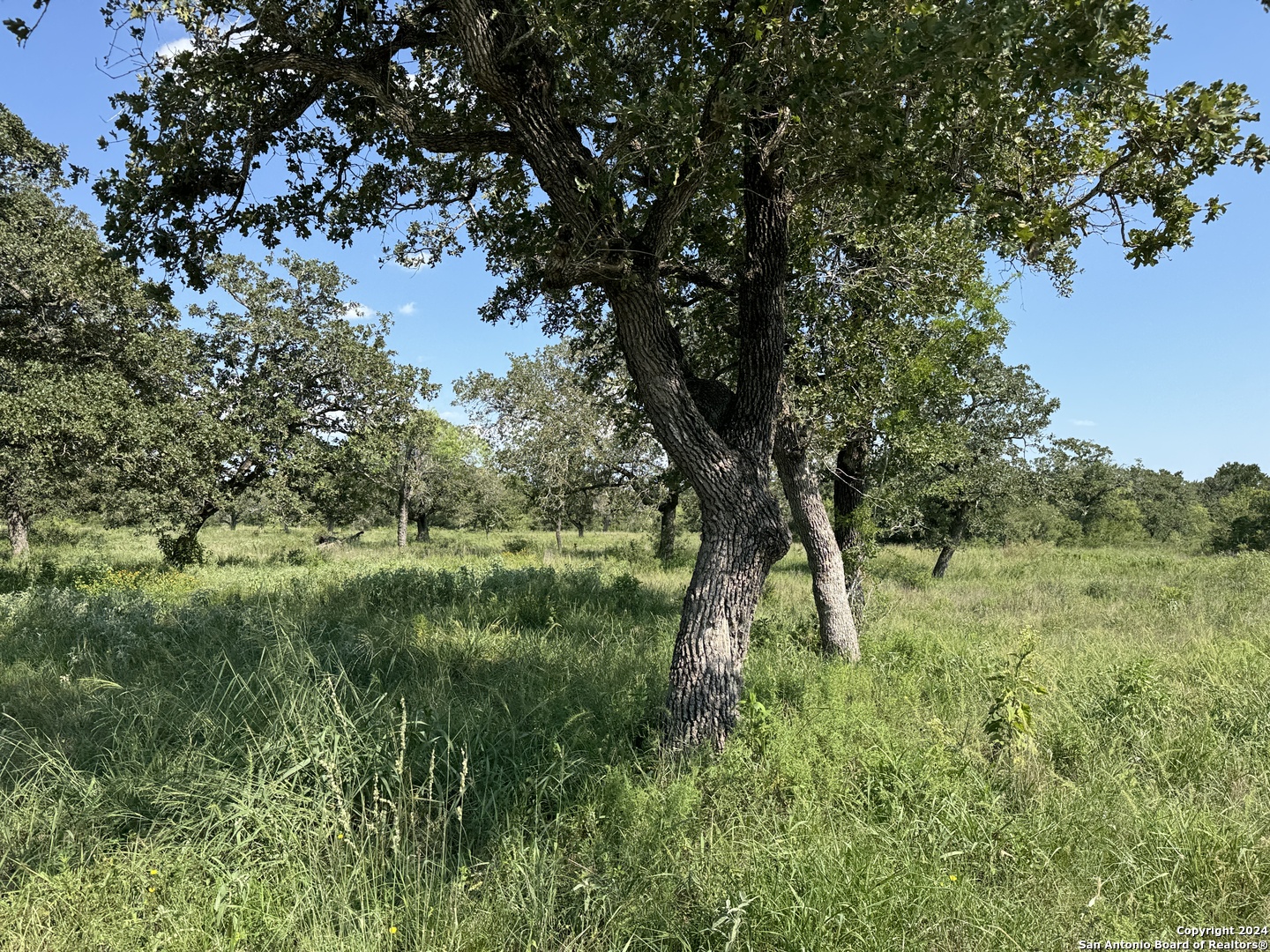 a view of a lush green space