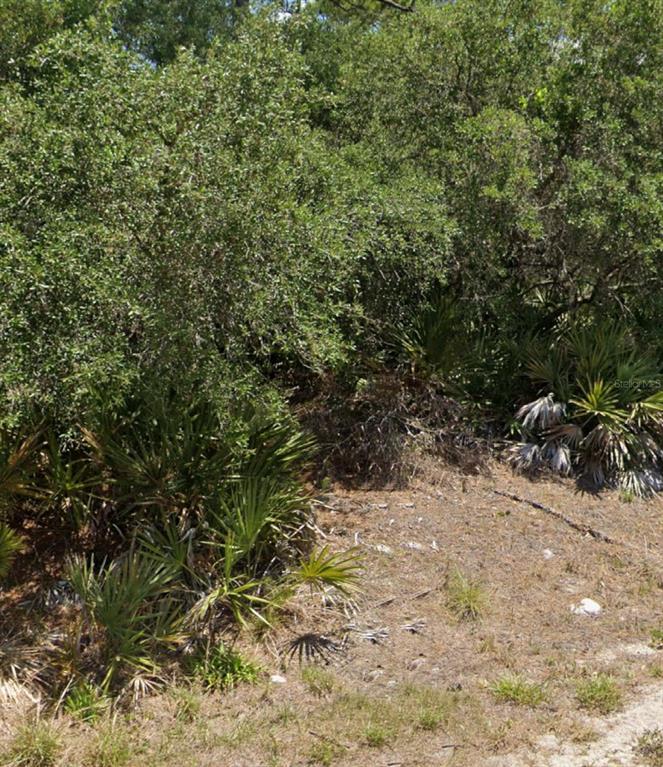 a view of a yard with plants and tree