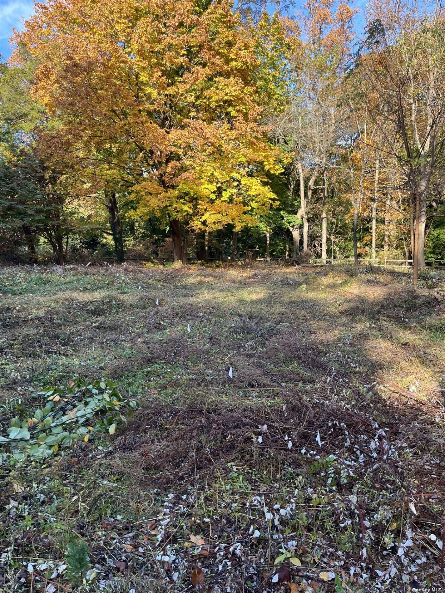 a view of a yard with plants and trees