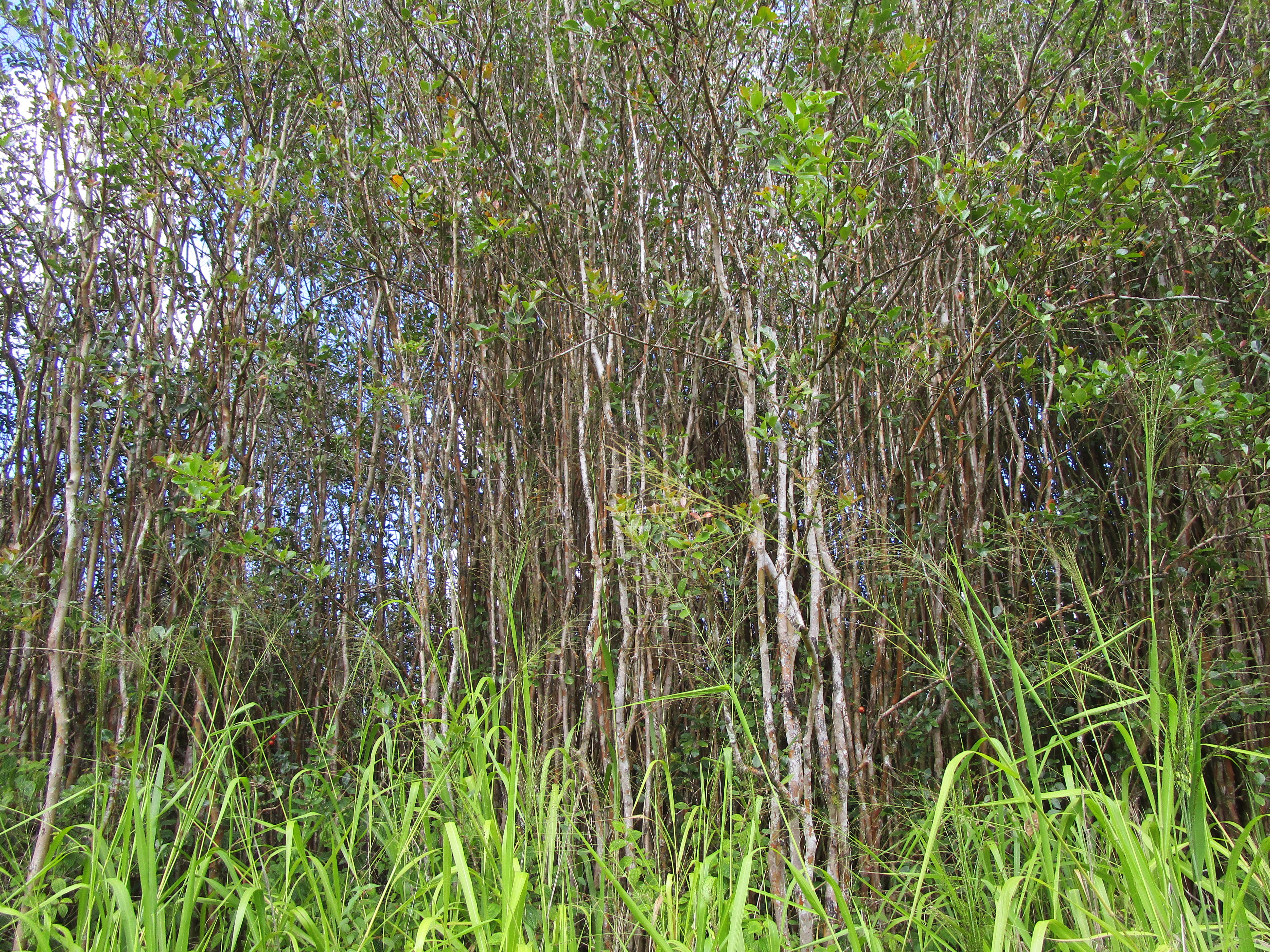 a view of a garden