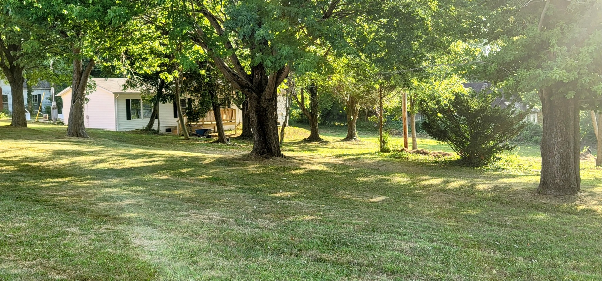 a view of a trees in a yard