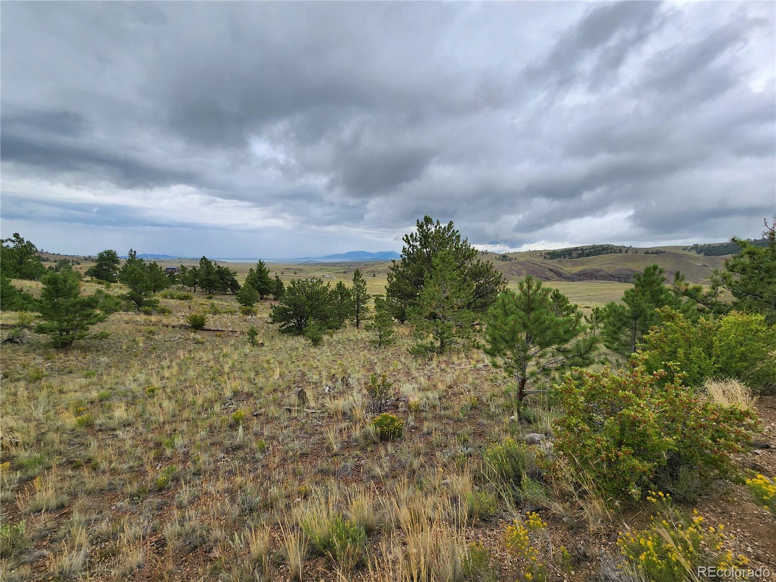 a view of a bunch of trees and bushes