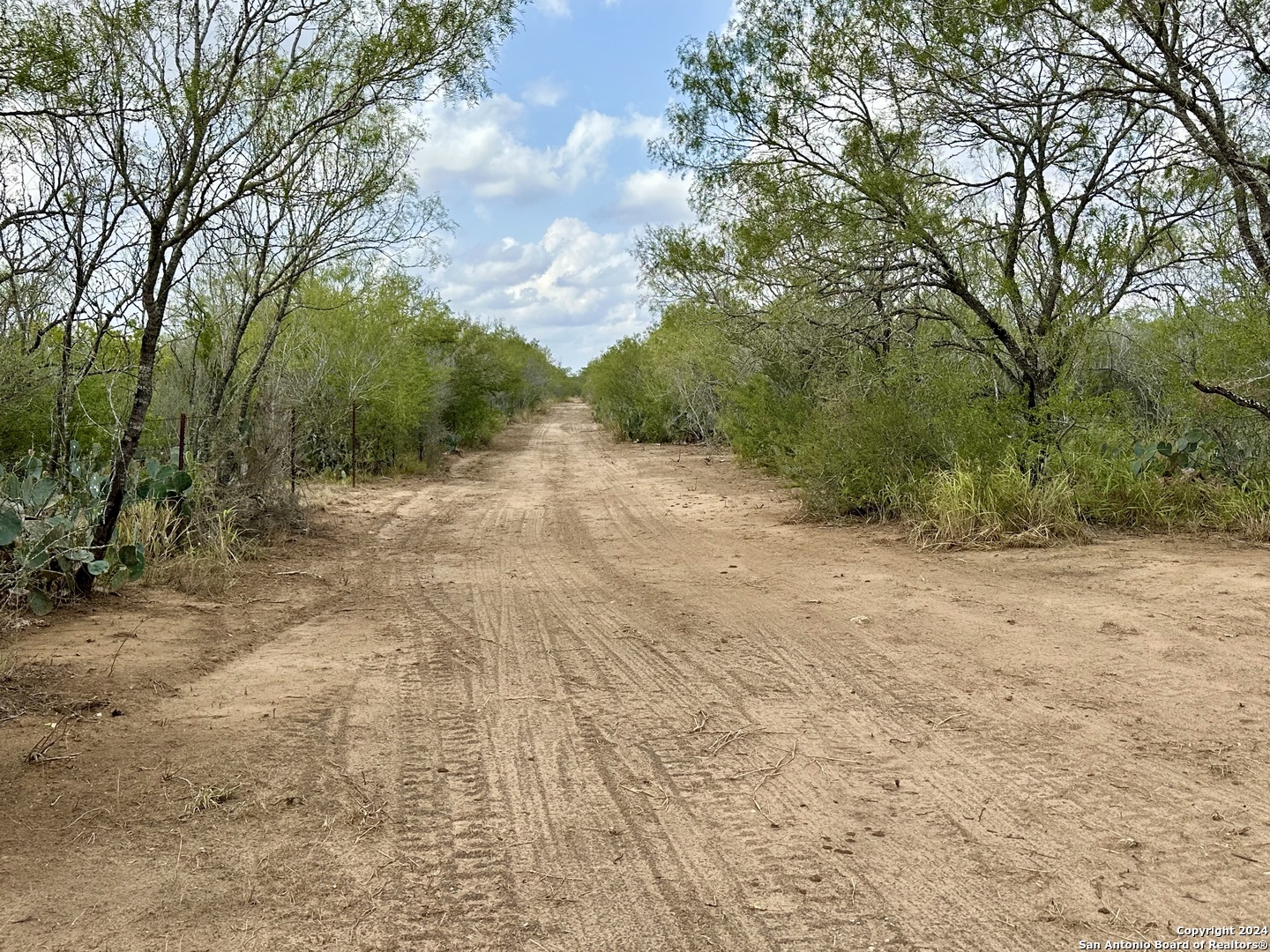 a view of a dirt road with large trees