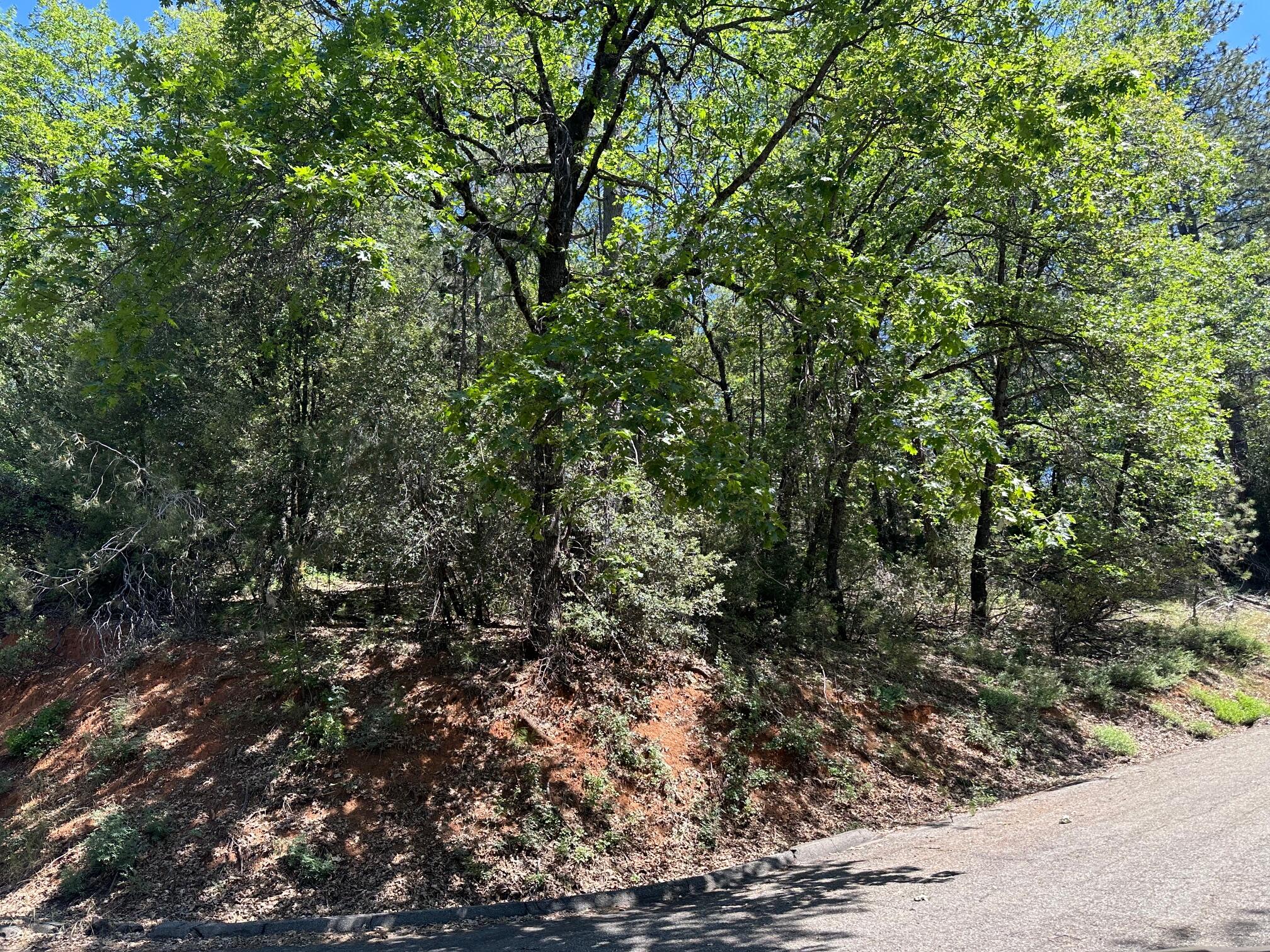 a view of a forest with trees