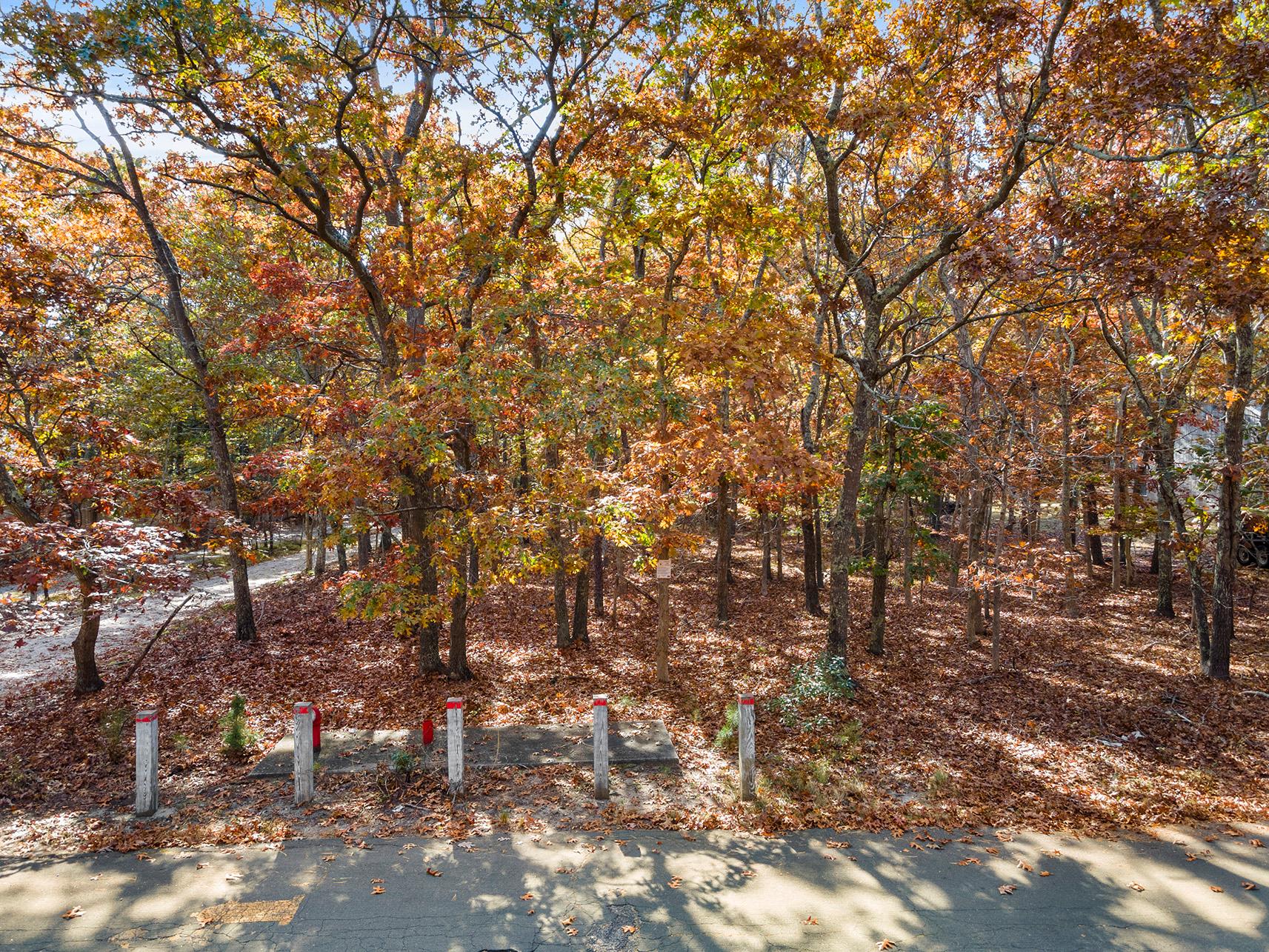 a view of a yard with a tree