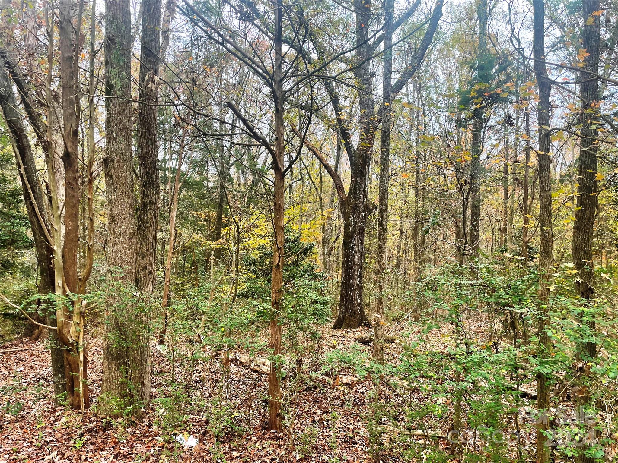 a view of a yard with large trees