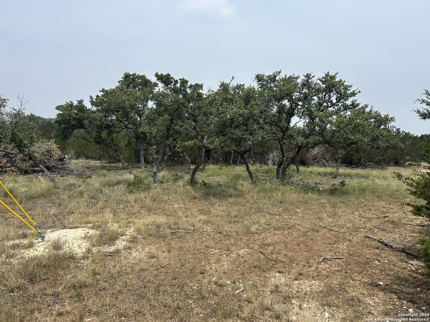 a view of a forest with trees in the background