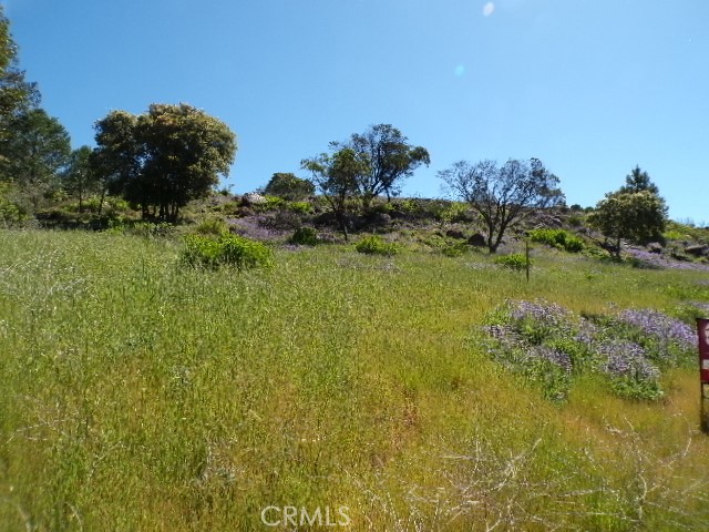 a view of a grassy area with an trees