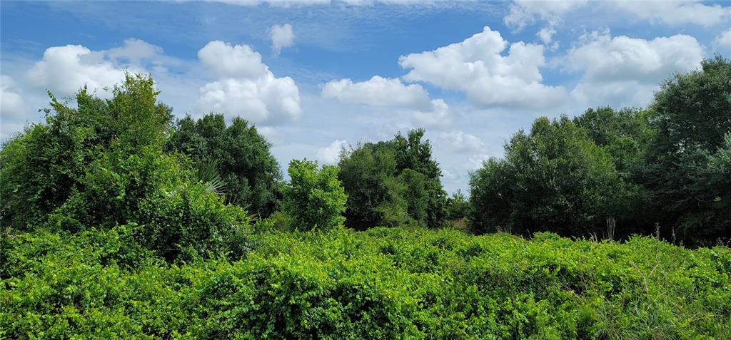 a close up of a bunch of trees