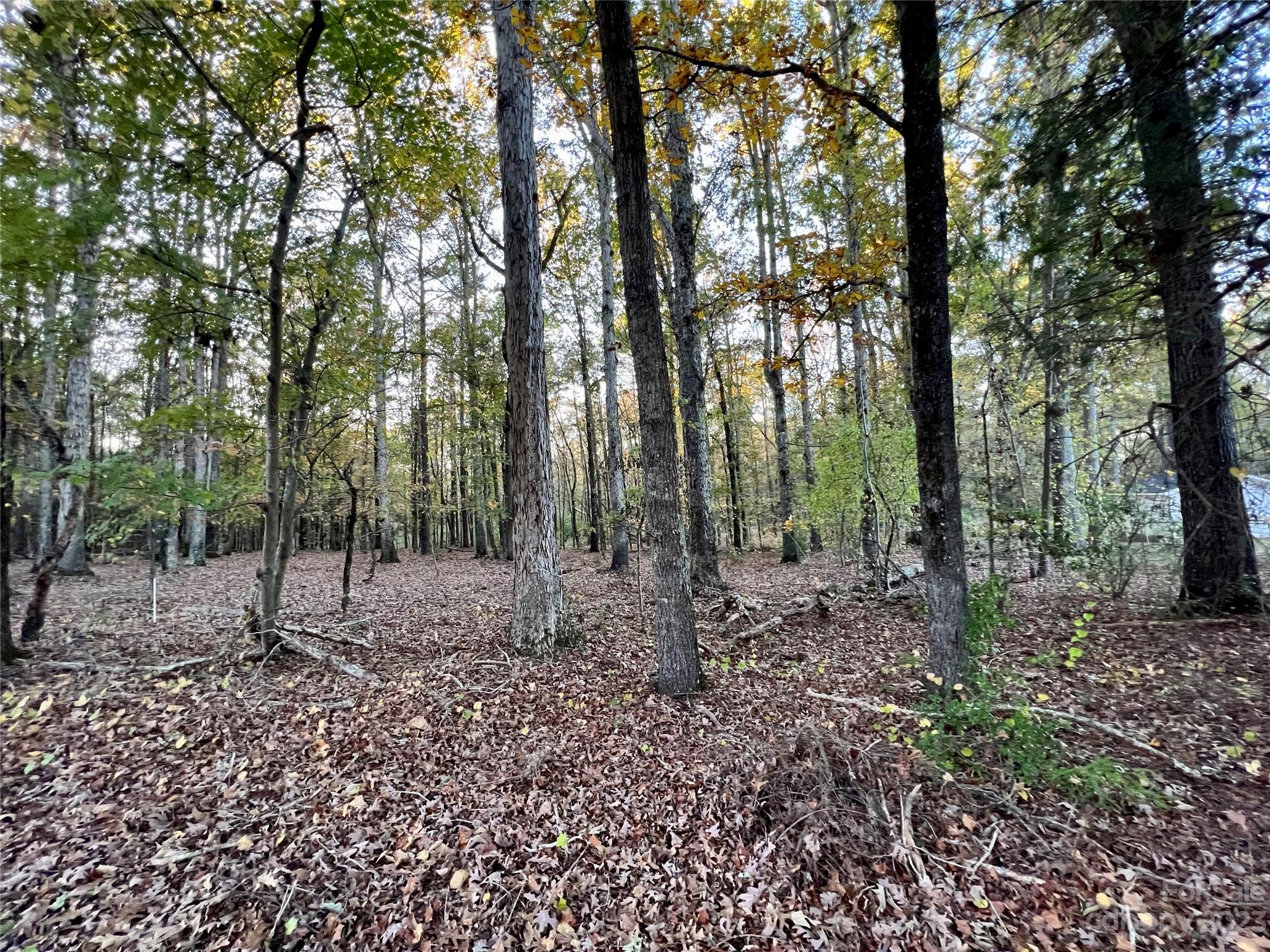 a view of a forest filled with trees