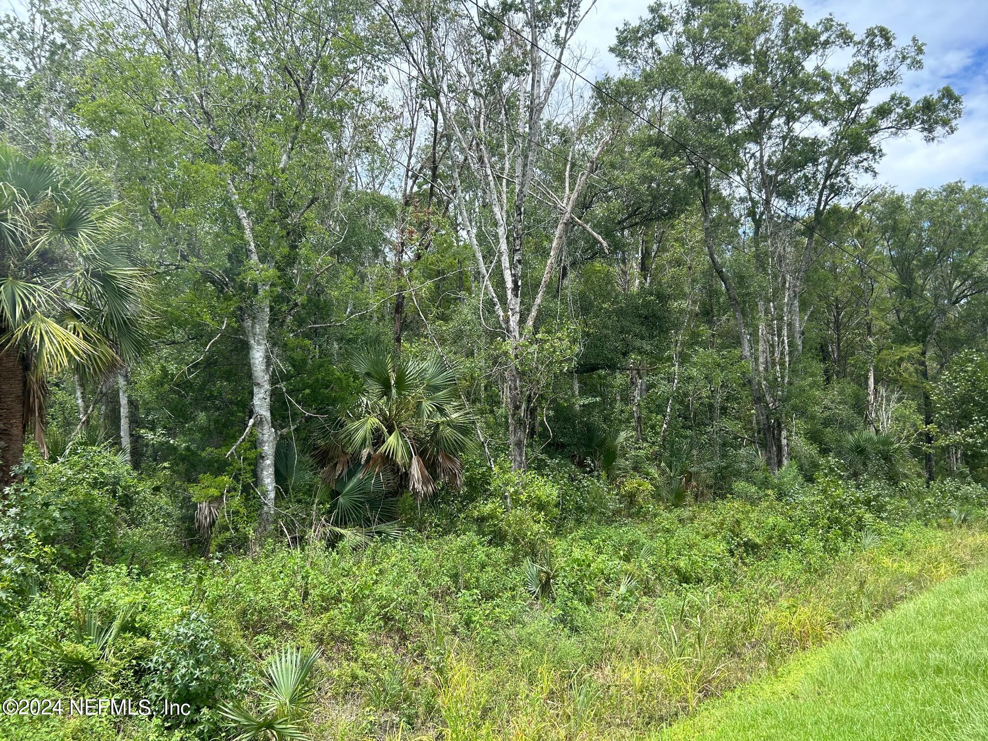 a view of a lush green forest