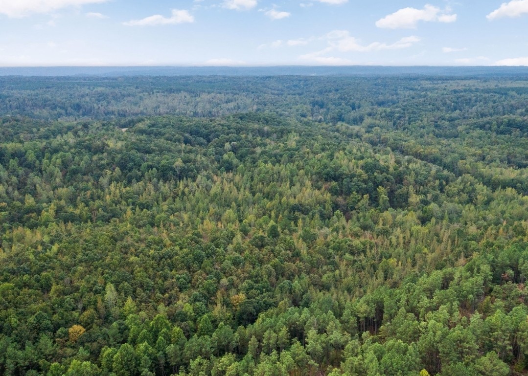 an aerial view of forest