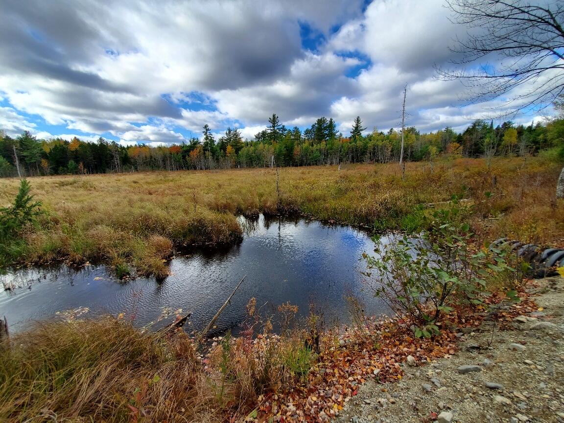 beaver flowage next to road