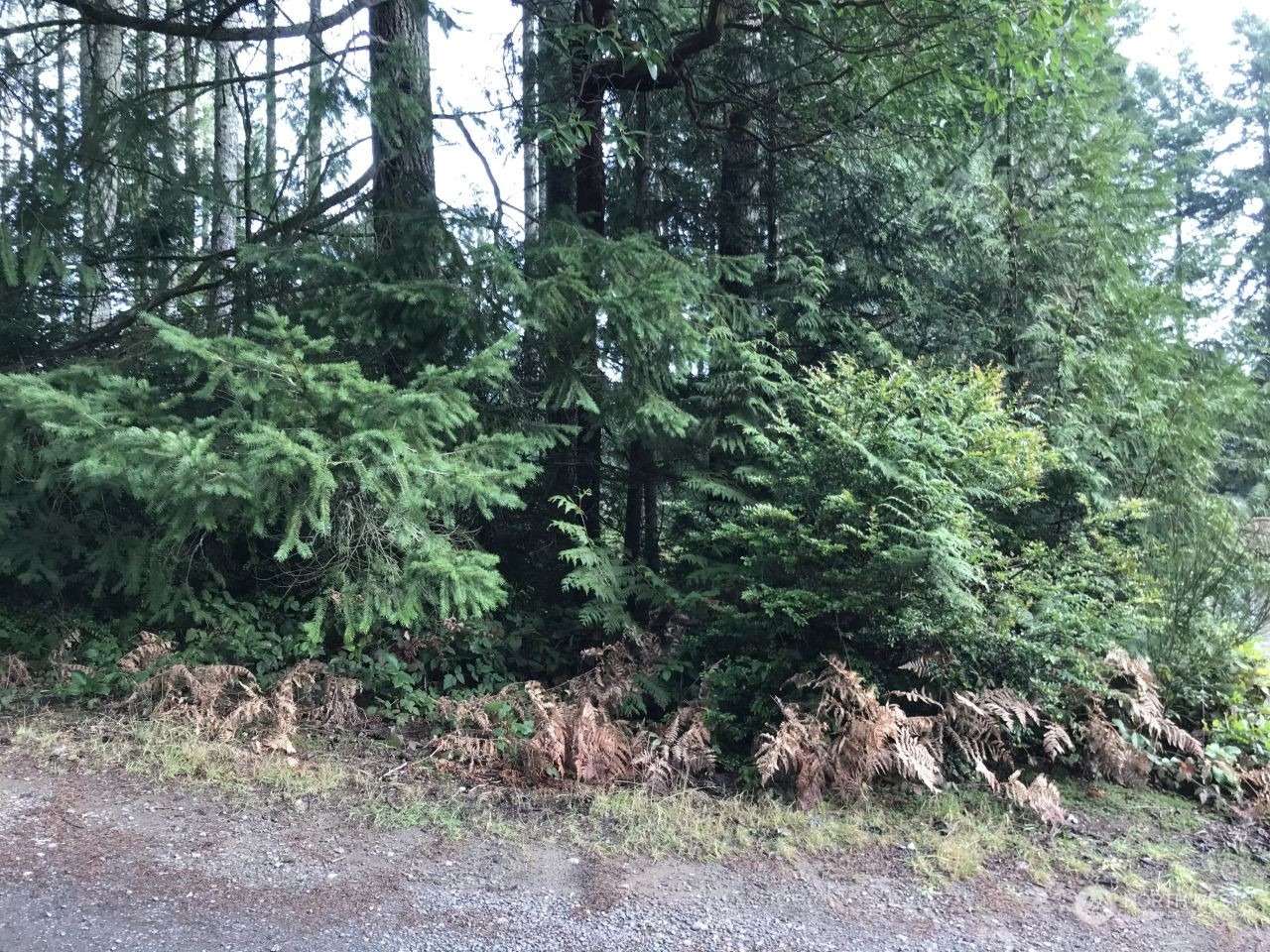 a view of a forest with large trees