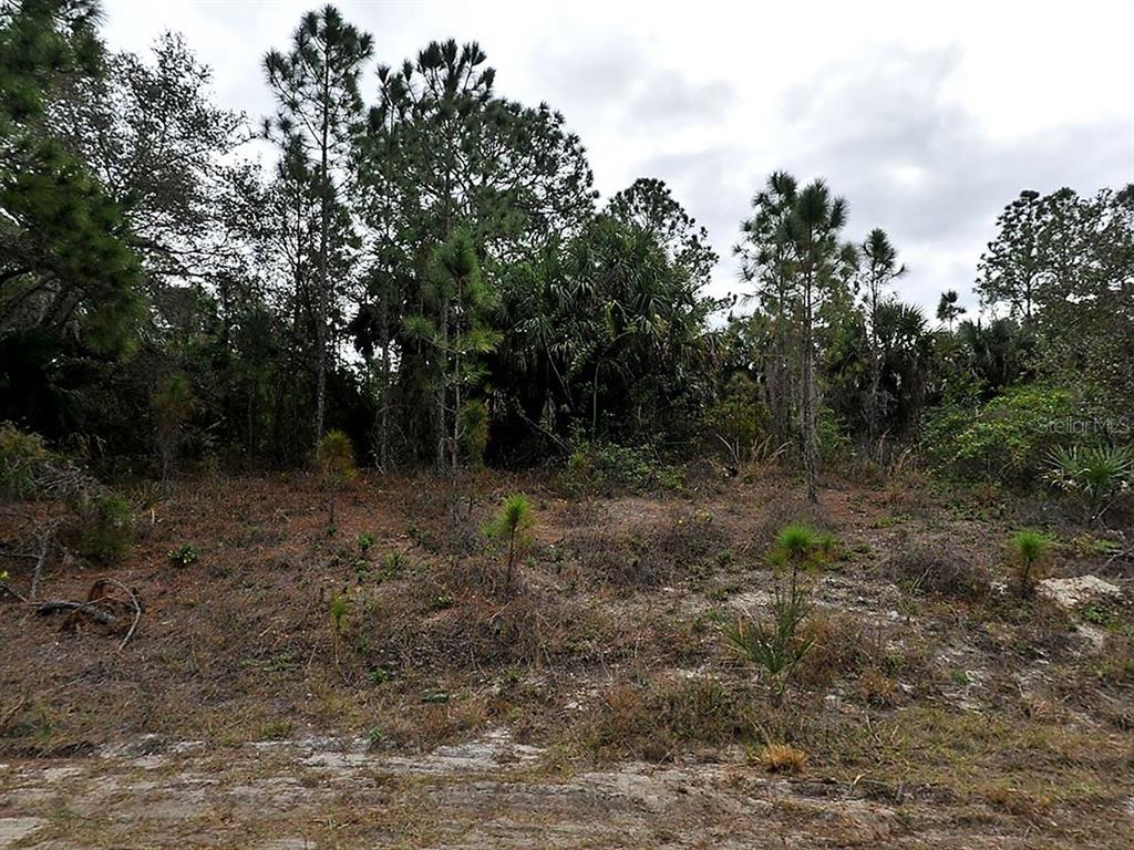 a view of a forest with trees in the background