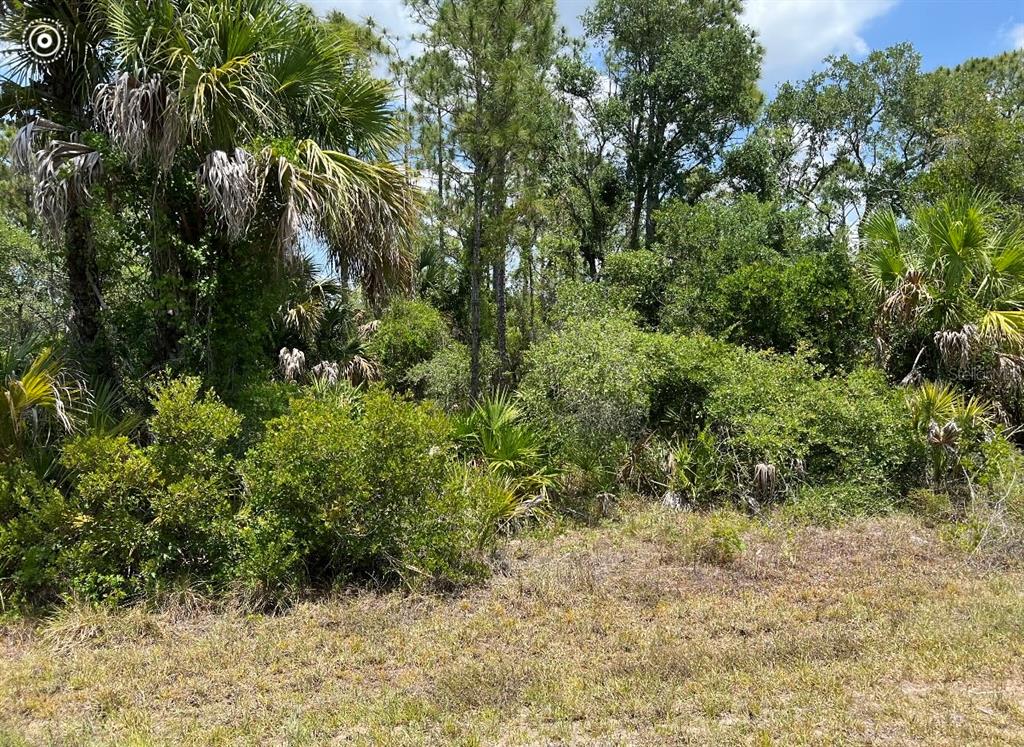 a view of a yard with plants and large trees