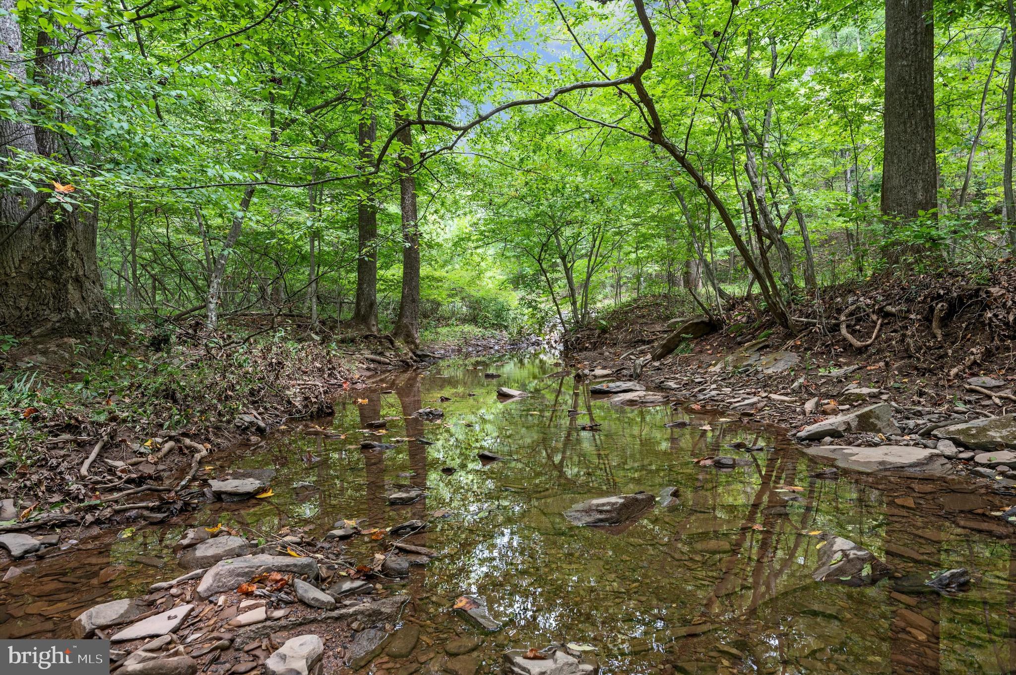 a view of forest