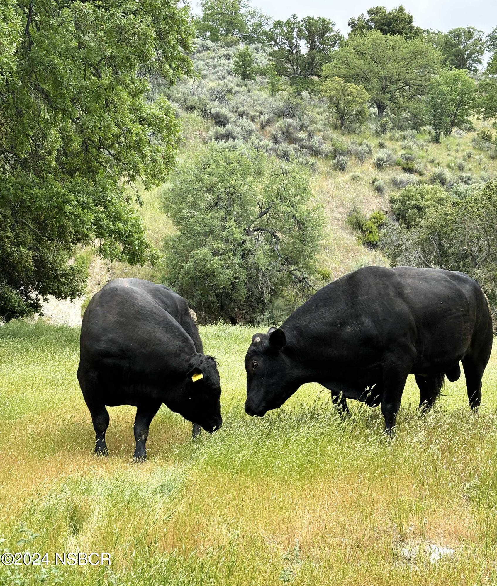 880 acre cattle ranch