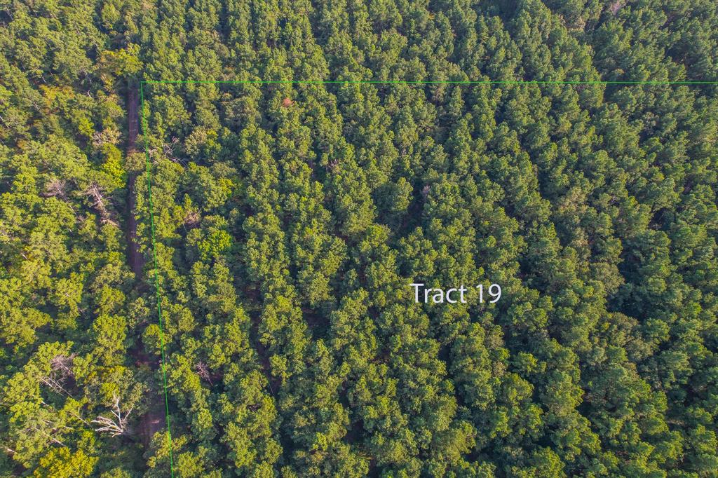 a view of a lush green forest