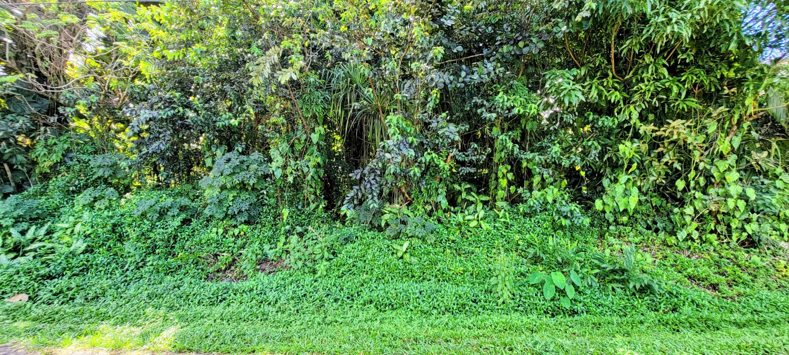 a view of a lush green forest