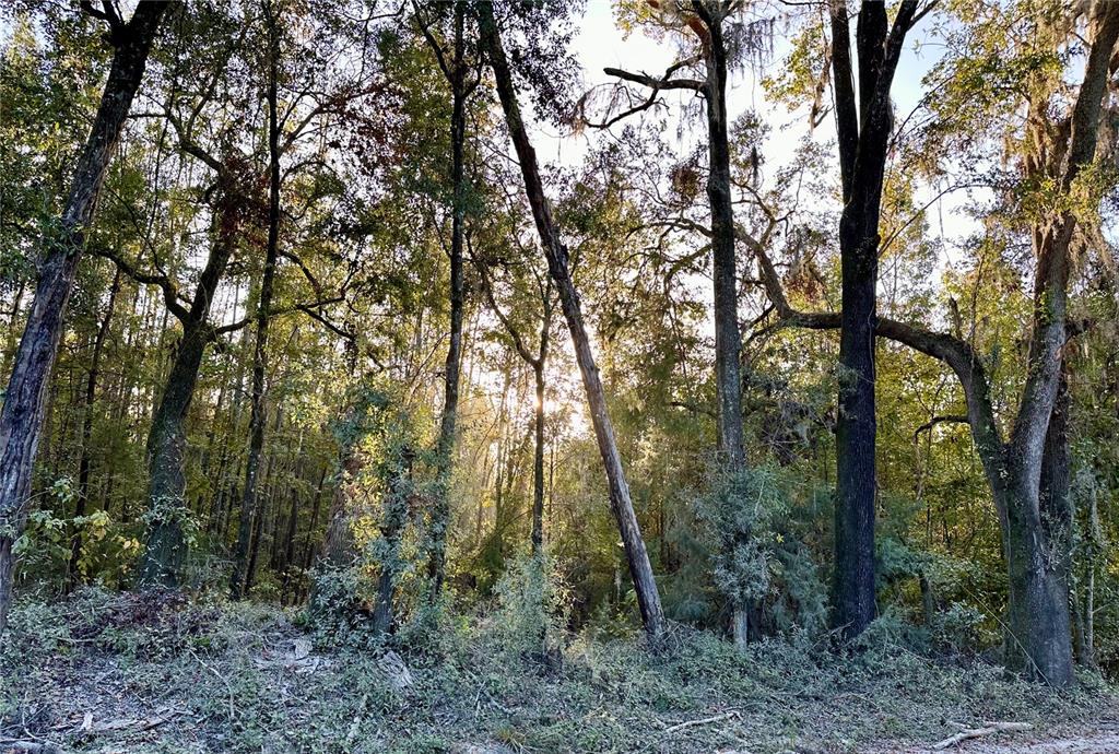 a view of forest