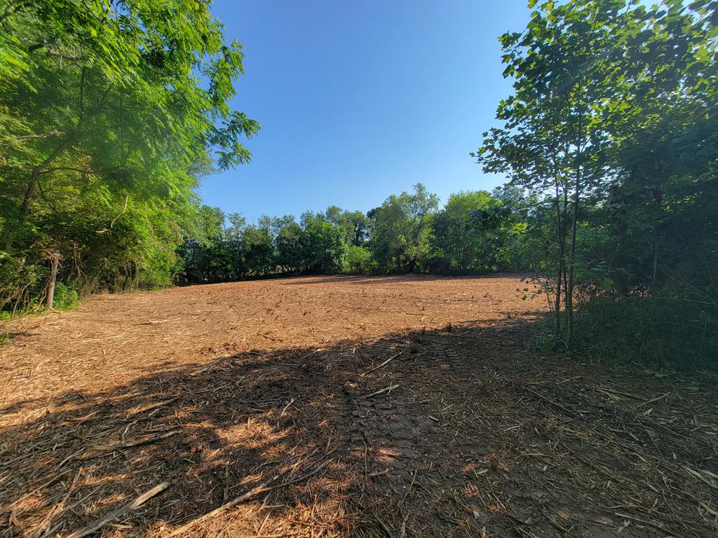 a view of a field with a tree