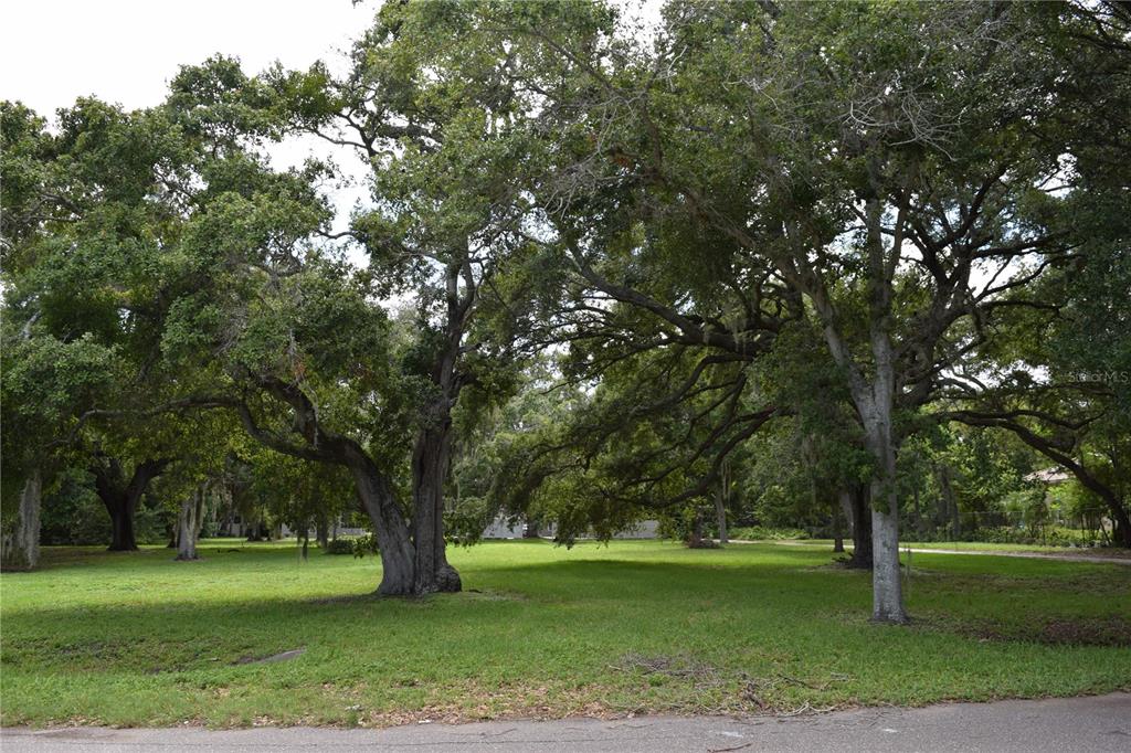 a view of a trees in a yard